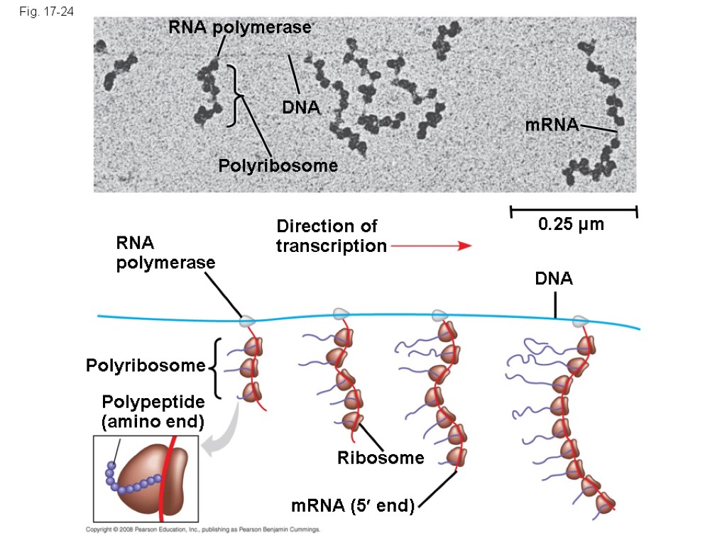 Fig. 17-24 RNA polymerase DNA Polyribosome mRNA 0.25 µm Direction of transcription DNA RNA